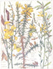 FLOWERS.Pea.Leguminosae.Dyer's Greenweed;Common Gorse Furze Whin;Broom 1907