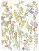 PEAS. Lucerne; Purple Black Medick; Creeping Rest Harrow; Liquorice;Melilot 1907