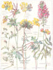 PEAS. Leguminosae. Bird's-foot Trefoil;Lady's Fingers Kidney Vetch;Sainfoin 1907