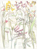 PEAS. Narrow Leaved Everlasting;Yellow,Crimson Grass Leaved Vetchling;Vetch 1907