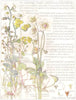 SAXIFRAGE. Saxifrageae. Meadow, Golden Saxifrage; Grass of Parnassus 1907