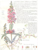 FLOWERS. Loosestrife. Lythrarieae. Purple Loose-Strife; Water Purslane 1907