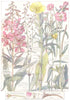 WILLOW-HERB.Rose Bay;Evening Primrose;Great Hairy;Square Stalked;Nightshade 1907