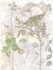 PARSLEY. Umbelliferae. Wood Sanicle; Marsh Penny Worth; Common Hemlock 1907