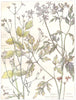 PARSLEY. Umbelliferae. Stone Parsley; Hege Stonewort; Common Fool's Parsley 1907