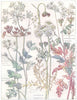 PARSLEY. Umbelliferae. Rough Chervil; Burnet Saxifrage; Earth-nut Pig-nut 1907