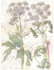 FLOWERS. parsley family. Umbelliferae. Wild Angelica; Common Gout-Weed 1907