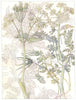 PARSLEY.Umbelliferae.Bald Money Spignel Meu;Shep Herd's Needle;Sweet Cicely 1907