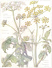 PARSLEY. Umbelliferae. Common Cow-Parsnip Hog's-Weed; Common Parsnip  1907