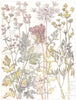 PARSLEY.Upright Hedge-P;Wild Carrot Daucus;Pepper Saxi-Frage Sulphur Wort 1907