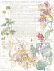 HONEYSUCKLE. Caprifoliaceae.Pale Perfoliate, Woodbine Eglantine Honeysuckle 1907
