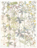 BEDSTRAW. Lady's, Heath Bedstraw;Goose-Grass Cleavers;Sweet Woodruff;Madder 1907