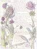 FLOWERS.Teazle.Dipsaceae.Field Scabious;Devil's Bit Scabious;Common Teazle 1907