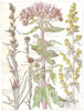 DAISIES.Compositae.Common Hemp Agrimony;Filago;Wood Cudweed;Worm Wood 1907