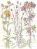 DAISIES. Compositae.Blue, Common Flea-bane; Ploughman's Spikenard 1907 print