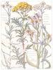 DAISY.Sneezewort;Yarrow Milfoil;Tansy;Seaside Aster;SeaStar-wort;Michaelmas 1907
