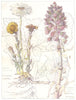 FLOWERS. Daisy family. Compositae. Common Colt's-Foot; Common Butter-Burr 1907