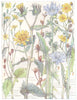 DAISIES. Nipple Wort; Bristly Ox-Tongue; Chicory Succory;Smooth Hawks Beard 1907