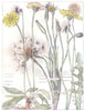 DAISIES. Mouse-Ear Hawkweed; Goat's Beard Jack-go-to Bed-at-Noon; Cat's Ear 1907
