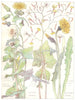 DAISIES. Compositae. Common Sow-Thistle; Ivy-Leaved Lettuce; Rough Hawkbit 1907