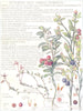 FLOWERS. Cranberry Family. Vacciniaceae. Cow-Berry; Marsh Cranberry 1907 print
