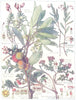 FLOWERS. Heath Family. Ericaceae. Common Red Bear-Berry; Scotch Menziezia 1907