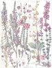 HEATH.Round Leaf Winter-Green;Fine,Cross-Leaved, Cornish Heath;Ling Heather 1907