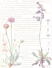 FLOWERS. Thrift. Plumbaginaceae. Common Thrift Sea-Pink; Sea Lavender 1907