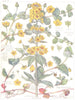 PRIMROSES. Creeping Jenny;Moneywort;Herb Twopence;Punctate Wood Loosestrife 1907