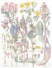 GENTIAN. Centaury; Marsh,Autumn; Bog bean;Micro Cala;Perfoliate Yellow-wort 1907
