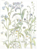 FORGET-ME-NOTS. Great-Water Wood Dwarf Field Versicoloured; Scorpian Grass 1907