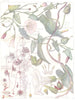 FLOWERS. Convolvulus Family. Convolvulaceae. Lesser Dodder 1907 old print