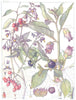 FLOWERS. Nightshade. Solanaceae. Deadly nightshade; Woody night shade;  1907