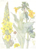 FLOWERS. Figwort. Scrophulariaceae. Yellow Monkey Flower; Great Mullein 1907