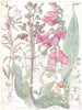 FIGWORTS. Purple Foxglove; Corn Snapdragon; Mudwort;Water;Cornish Moneywort 1907
