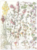 FIGWORTS.Least Yellow Ivy-Leaved Toadflax;Linaria Minor;Eyebright;Odontites 1907
