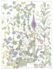 SPEEDWELL.Tournefort's Marsh Thyme,Spiked Ivy-Leaved Birds-Eye Germander 1907