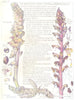 FLOWERS. Broom-Rape Family. Orobanchaceae. Toothwort; Tall Broom-Rape 1907