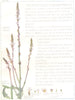 FLOWERS. Vervain family. Verbenaceae. Common Vervain 1907 old antique print