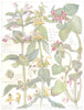 DEAD-NETTLES. Labiatae. Bastard Balm;Yellow,Red Dead-nettle Snout Archangel 1907