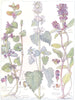 FLOWERS. Dead-Nettle Family. Labiatae. Self-heal; Ground Ivy; Catmint 1907