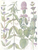 DEAD-NETTLES.Labiatae.Skullcap;Common Gipsywort;Wild Sage Clary;Marshmint 1907