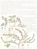 KNOT-GRASS. Illecebraceae Paronychiaceae. Annual Knawel; Hairy Rupture-Wort 1907
