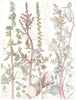 GOOSE-FOOT.Chenopodiaceae.Spreading,Deltoid-Leaved Orache;Sea Beet;Frosted 1907