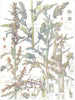 GOOSE-FOOT. White, Reed; Prickly Saltwort; Marsh Samphire; Annual Sea-Blite 1907