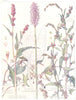 FLOWERS. Persicaria. Polygonaceae. Black Bindweed; Common Knot-Grass 1907