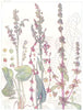 PERSICARIA. Polygonaceae. Common, Mountain Sorrel; Bloody-Veined Dock 1907