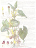 FLOWERS. Birthwort Family. Aristolochiaceae. Common Birthworth 1907 old print
