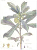 FLOWERS. Daphne Family. Thymeleaceae. Laurel Spurge 1907 old antique print