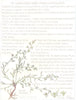 FLOWERS. Sandal-Wood Family. Santalaceae. Bastard Toad-Flax 1907 old print